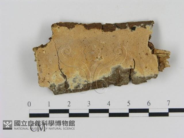 登錄號:F0020361藏品圖，第1張