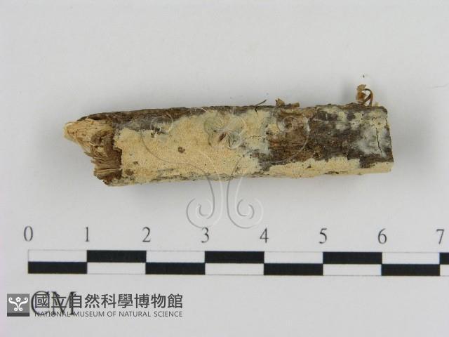 登錄號:F0010361藏品圖，第1張