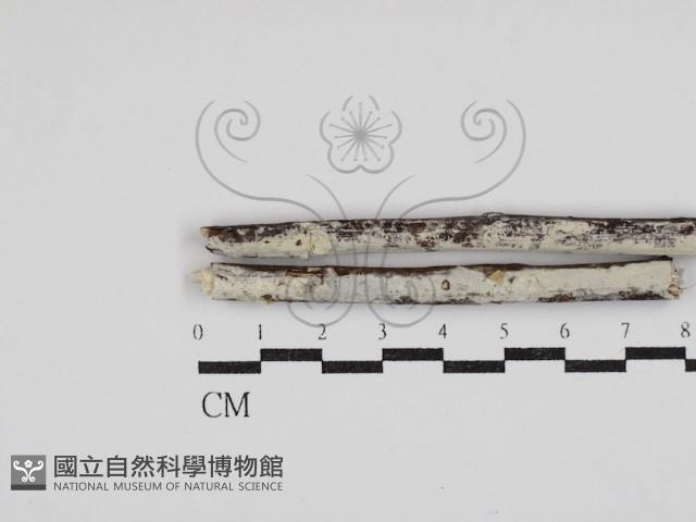 齒耳菌屬藏品圖，第1張