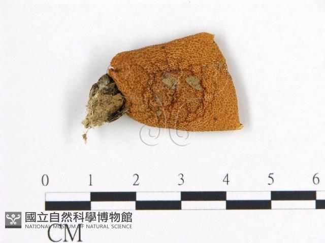 登錄號:F0016361藏品圖，第1張