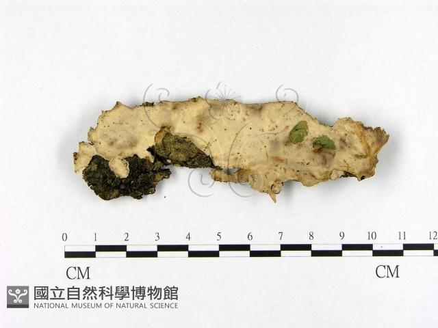 登錄號:F0021361藏品圖，第1張