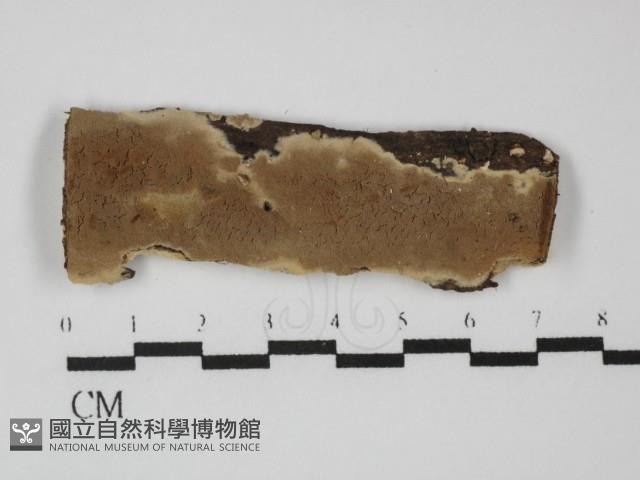 硬孔菌屬藏品圖，第1張