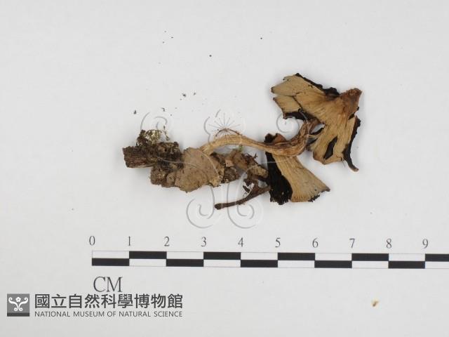 登錄號:F0024361藏品圖，第1張