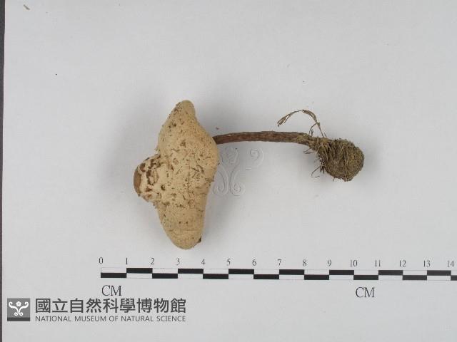 登錄號:F0004361藏品圖，第1張