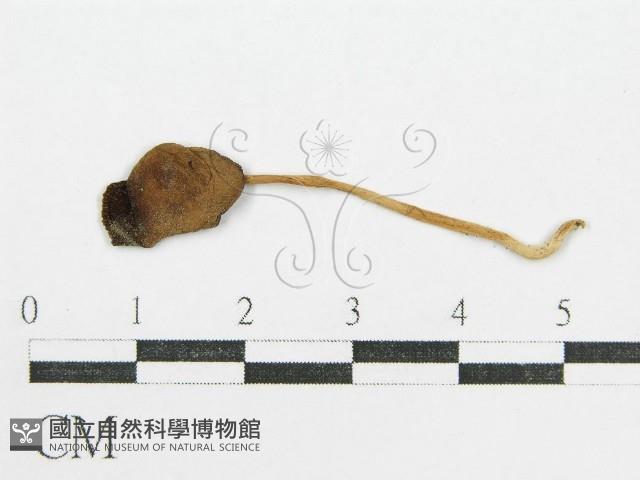 鬼傘屬藏品圖，第1張