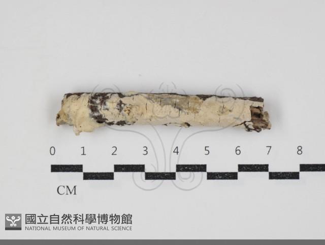 登錄號:F0034361藏品圖，第1張