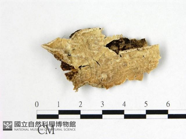 附毛菌屬藏品圖，第1張