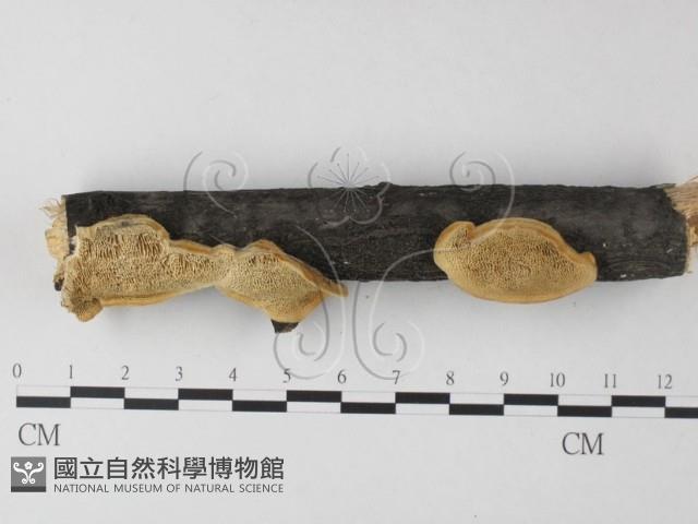 栓菌屬藏品圖，第1張