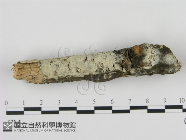 剛毛絲皮菌藏品圖，第1張