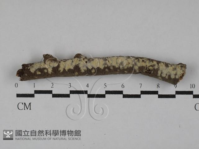 登錄號:F0029361藏品圖，第1張
