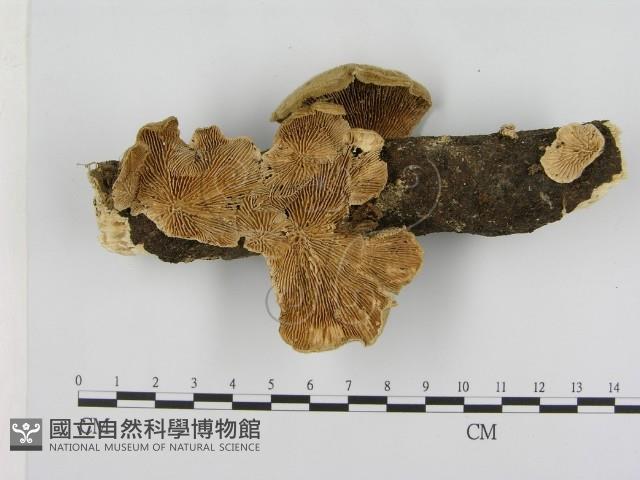 登錄號:F0009361藏品圖，第1張