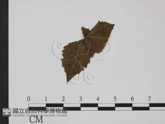 登錄號:F0019361藏品圖，第1張
