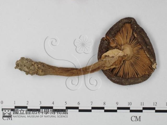 登錄號:F0003361藏品圖，第1張