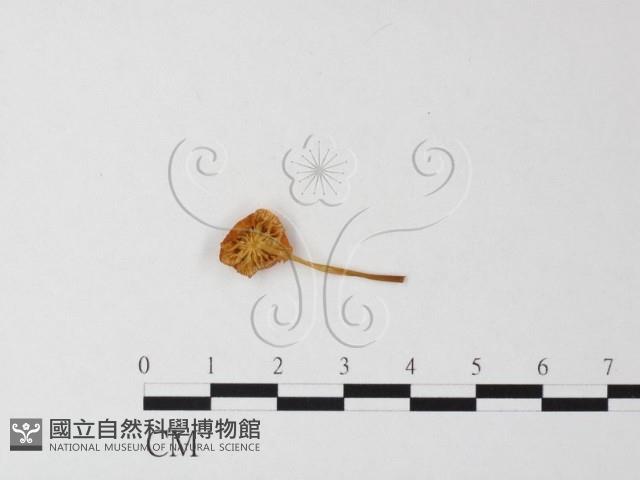 小菇屬藏品圖，第1張