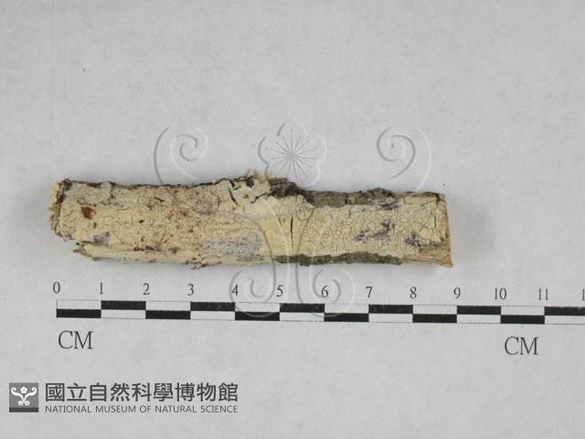 登錄號:F0028221藏品圖，第1張