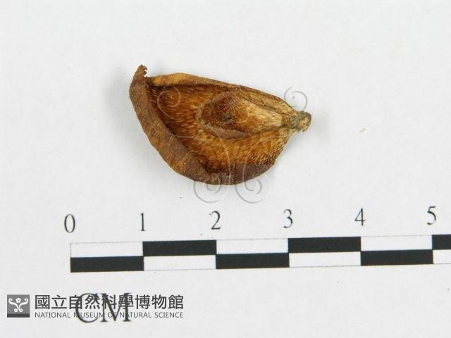 多孔菌屬藏品圖，第1張