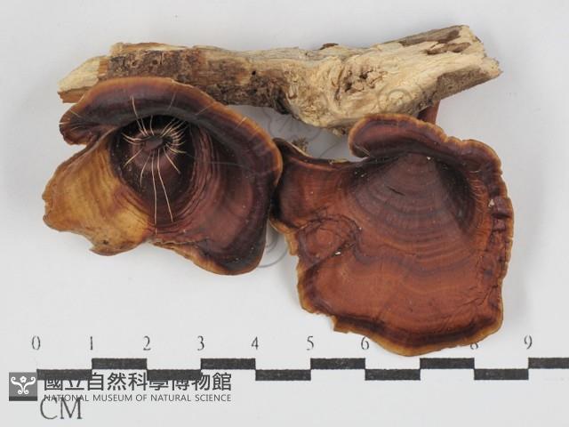 黄柄小孔菌藏品圖，第1張