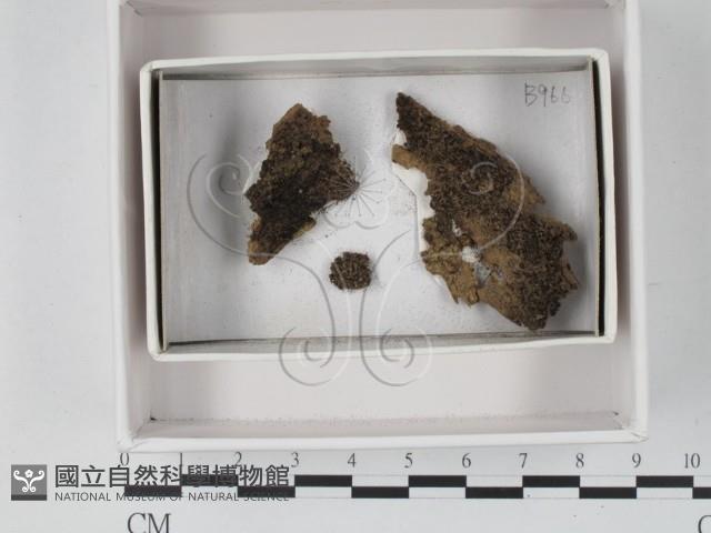 登錄號:F0021221藏品圖，第1張