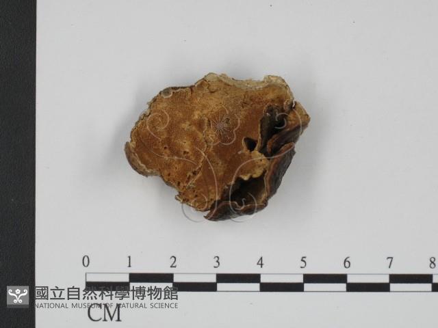 登錄號:F0001221藏品圖，第1張
