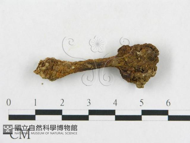 登錄號:F0011221藏品圖，第1張