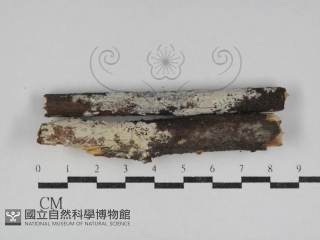 登錄號:F0031221藏品圖，第1張