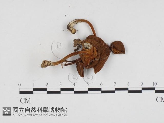 登錄號:F0024221藏品圖，第1張