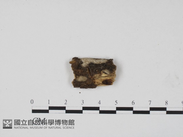 登錄號:F0004221藏品圖，第1張