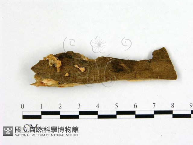 登錄號:F0014221藏品圖，第1張
