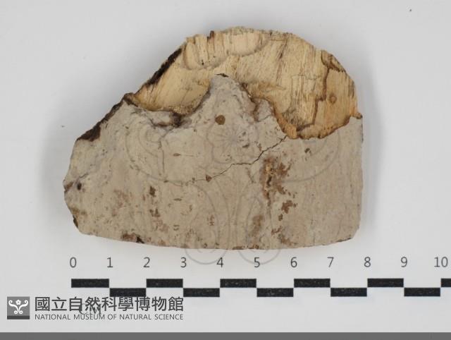 登錄號:F0034221藏品圖，第1張