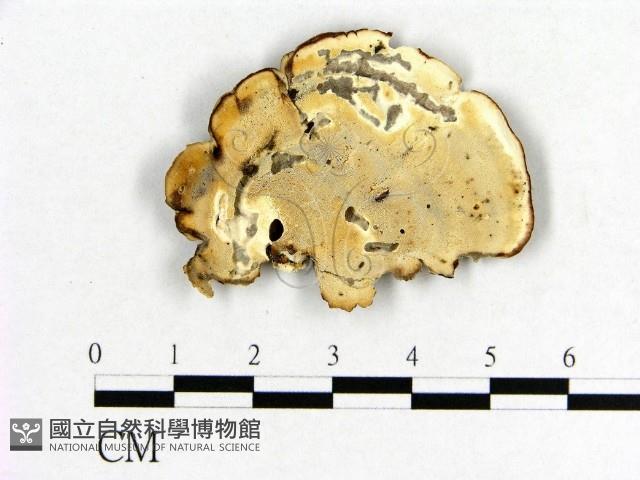 相鄰小孔菌藏品圖，第1張