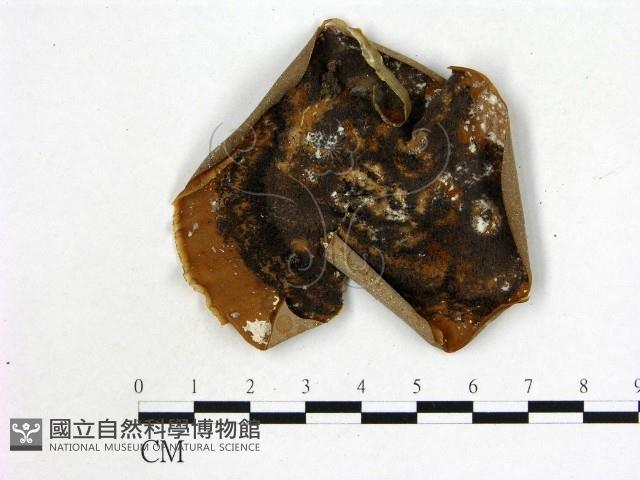 登錄號:F0002221藏品圖，第1張