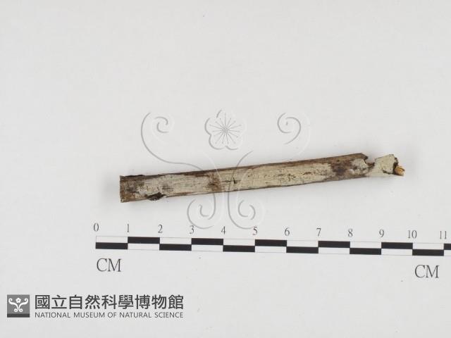 冇骨消絲齒菌藏品圖，第1張