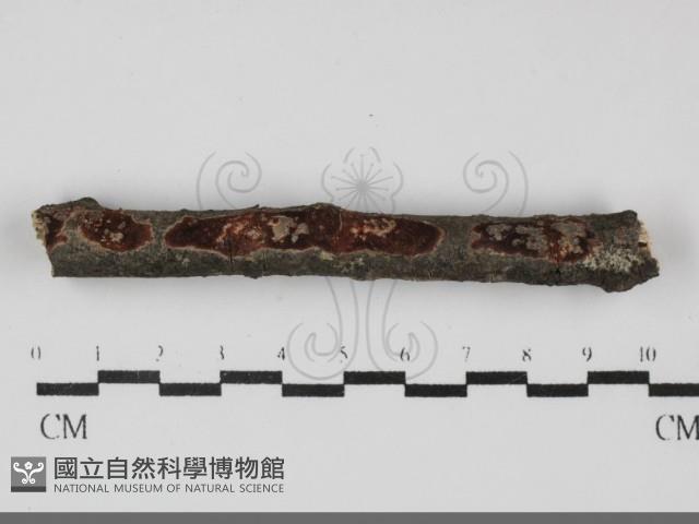 登錄號:F0032221藏品圖，第1張