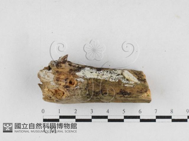 骨皮菌屬藏品圖，第1張