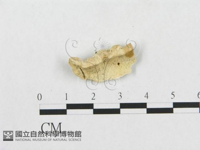 登錄號:F0007221藏品圖，第1張