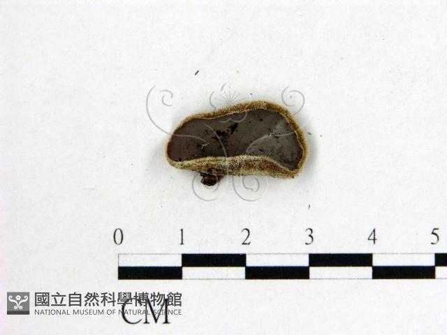 毛木耳藏品圖，第1張