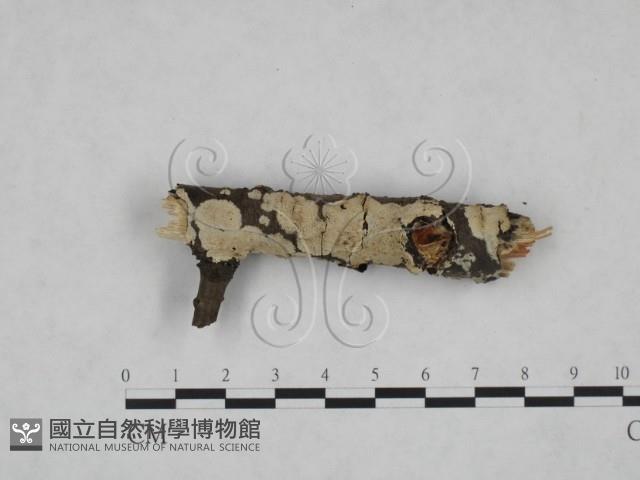 齒耳菌屬藏品圖，第1張