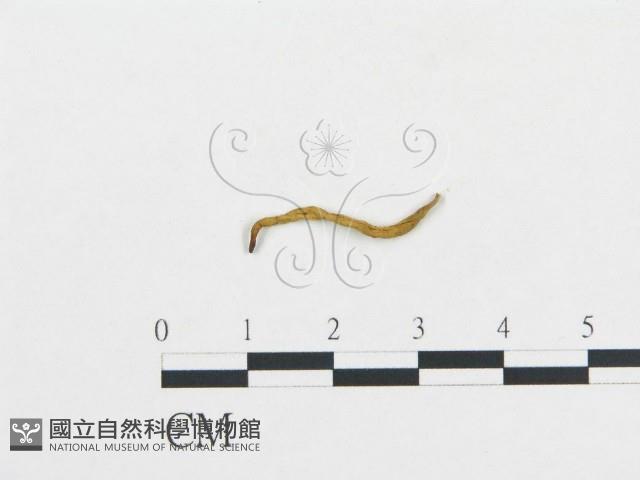 登錄號:F0005221藏品圖，第1張