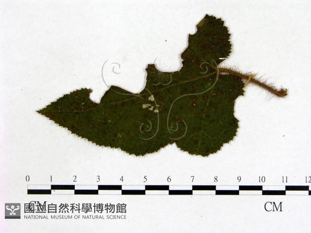 登錄號:F0019221藏品圖，第1張
