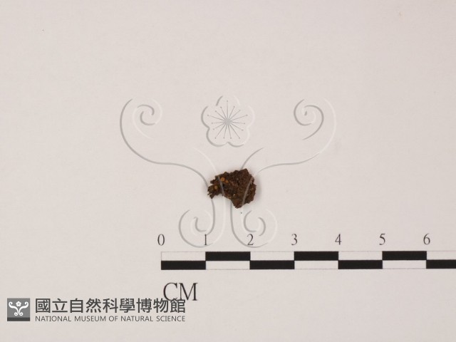 登錄號:F0023221藏品圖，第1張