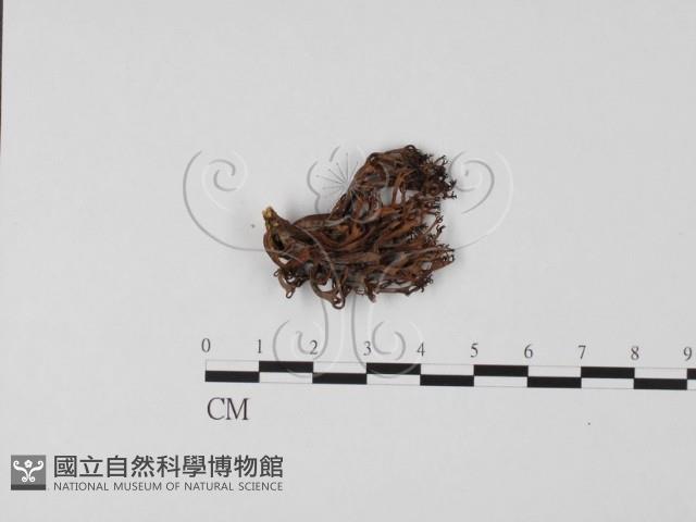 登錄號:F0013221藏品圖，第1張