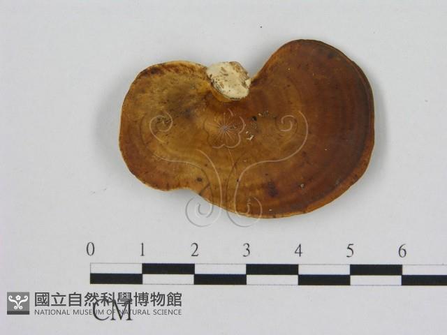 小孔菌屬藏品圖，第1張