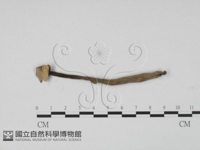 炭角菌屬藏品圖，第1張