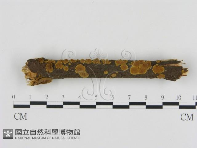 刺革菌屬藏品圖，第1張