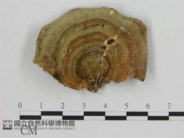 相鄰小孔菌藏品圖，第1張