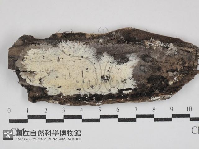 登錄號:F0030821藏品圖，第1張
