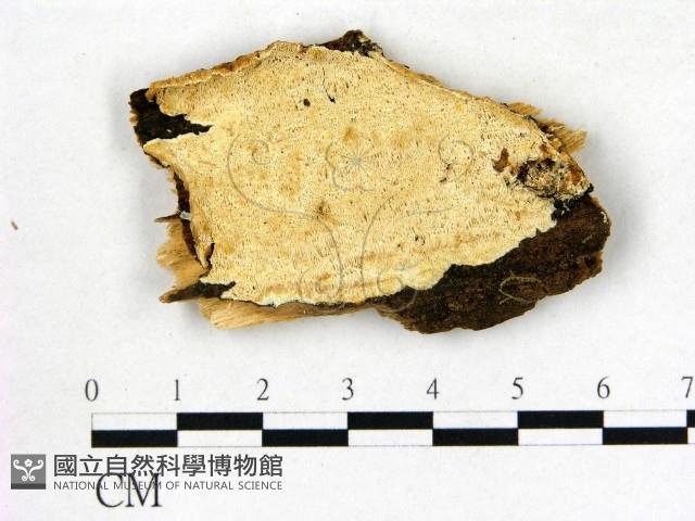 登錄號:F0006821藏品圖，第1張