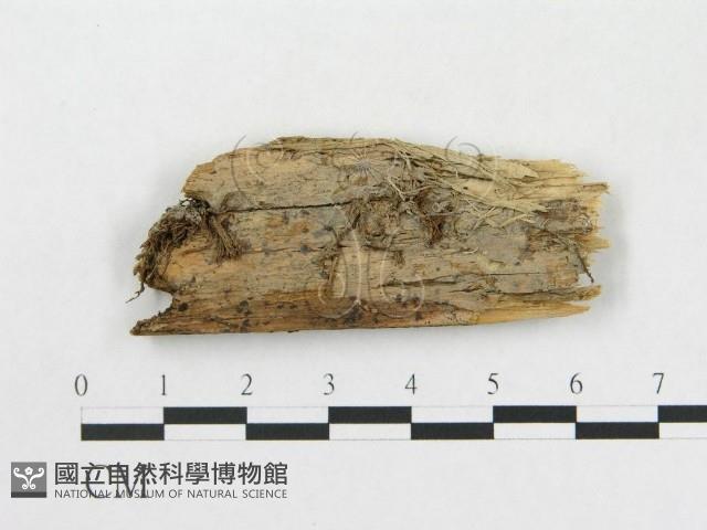 登錄號:F0016821藏品圖，第1張