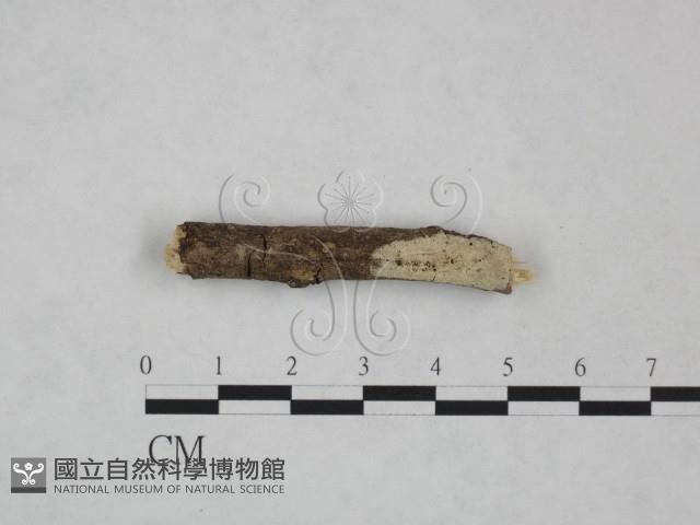 剛毛絲皮菌藏品圖，第1張