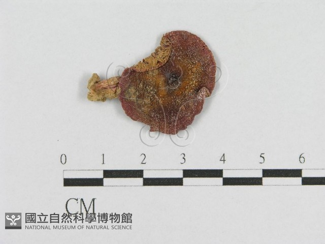 登錄號:F0001821藏品圖，第1張